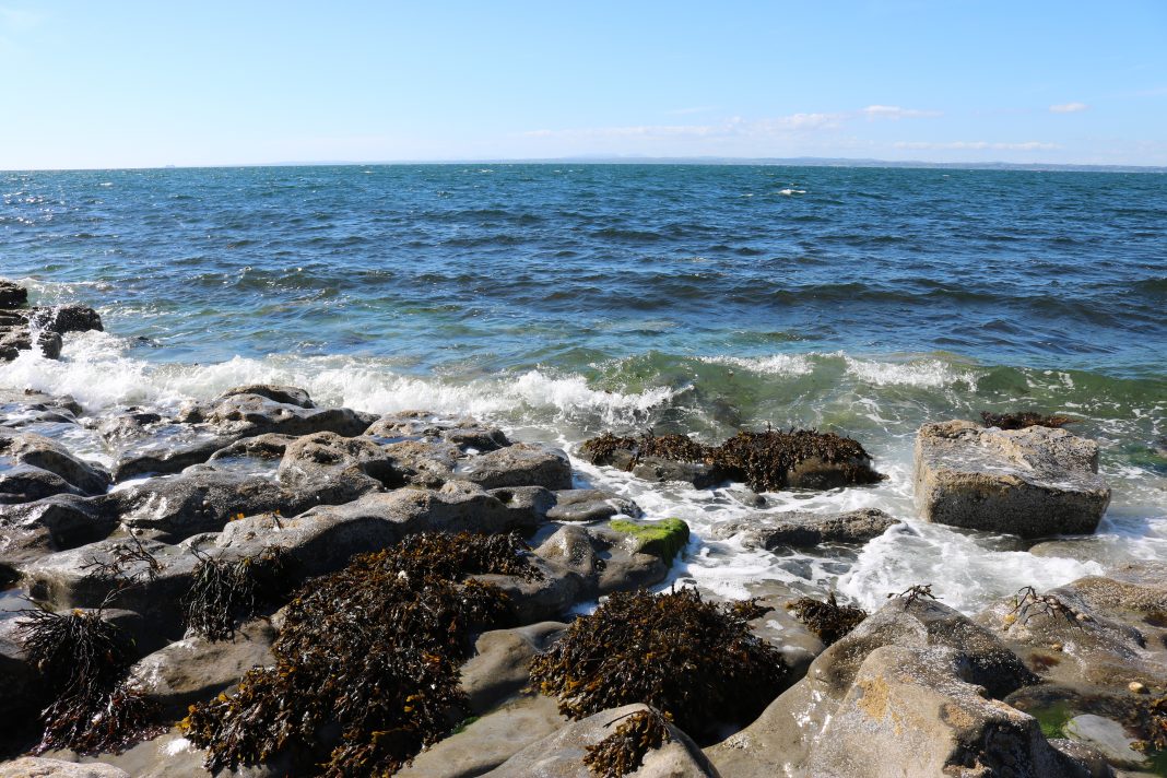 Sea vegetables and Iodine liQuid Clearly Clever Water